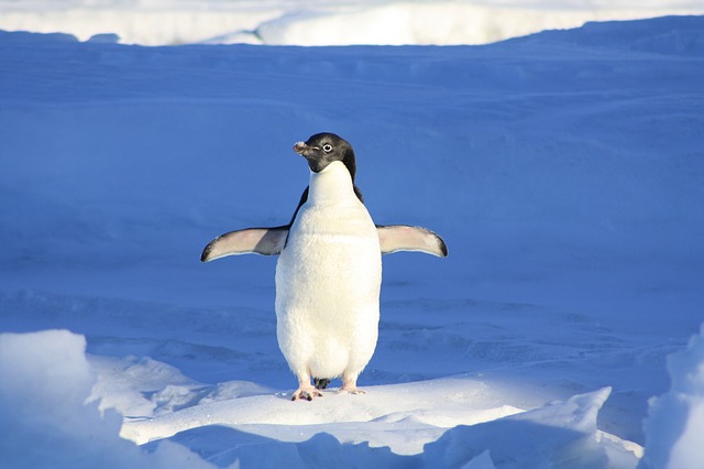 penguin-vegetarian