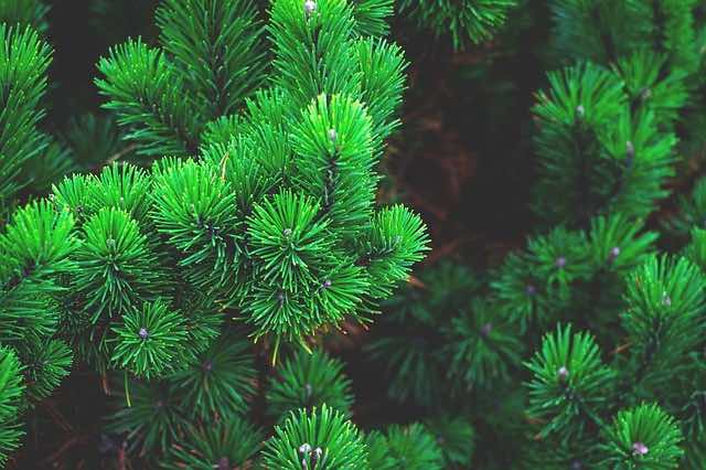 What Is Evergreen Content and Its 5 Benefits in Blogging